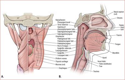 thumbs/Layered Pharynx Muscles.jpeg.jpg